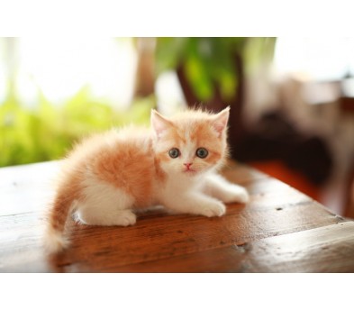 브리티쉬숏헤어