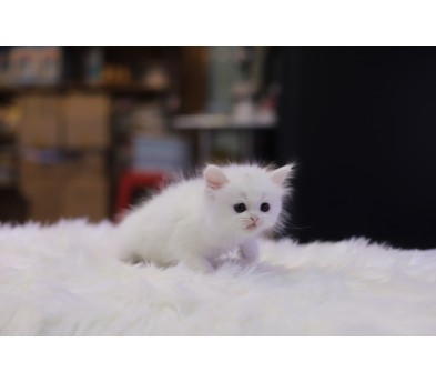 브리티쉬숏헤어