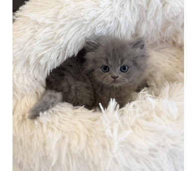 페르시안(분양완료)