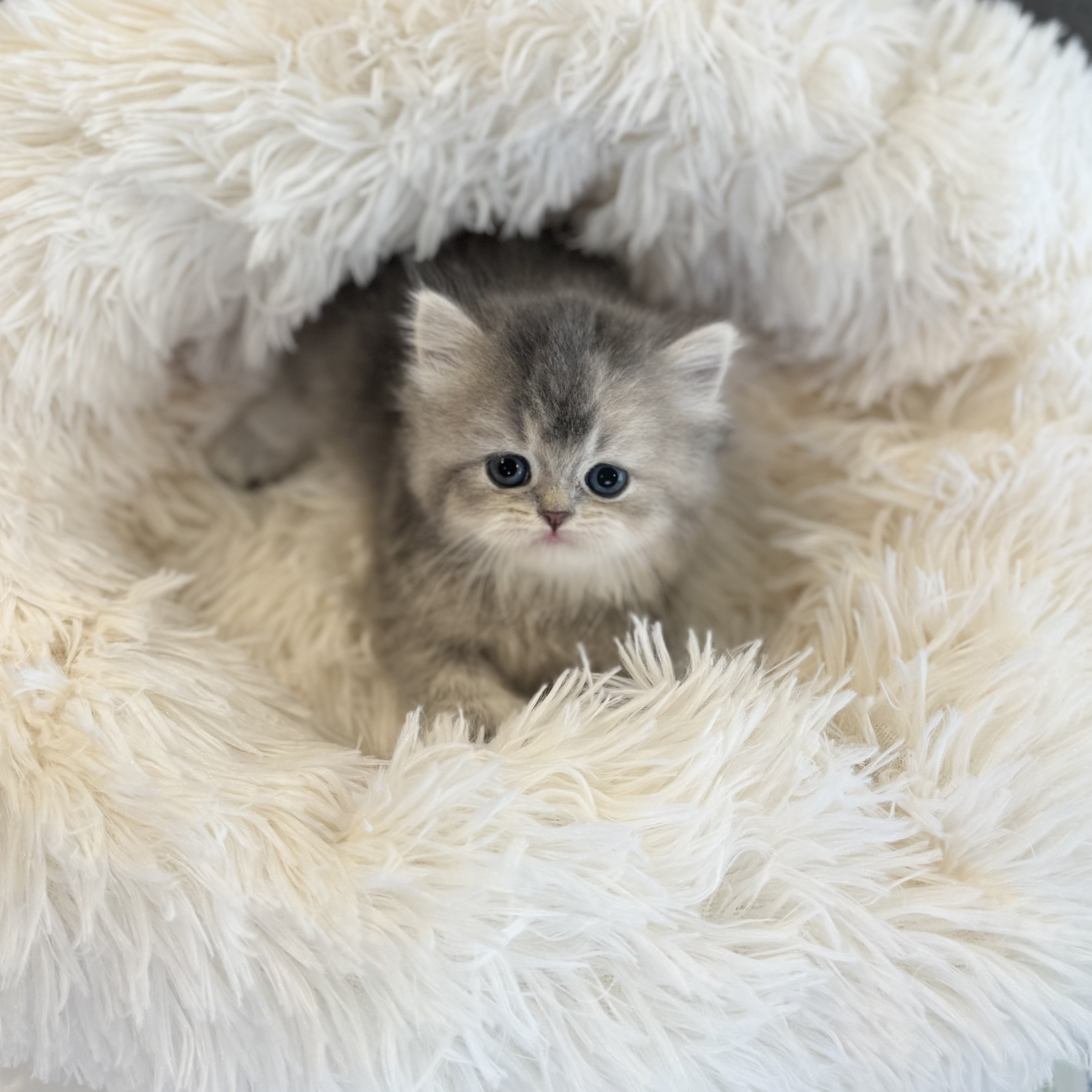 브리티쉬숏헤어